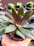 Echeveria Brown Sugar - comprar online
