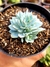 Echeveria Blue Star - comprar online