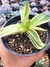 Crassula Campfire Variegata - comprar online