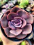 Echeveria Dust Rose