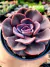Echeveria Dust Rose - comprar online
