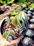 Kalanchoe Fedtschenkoi - comprar online
