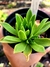 Aeonium Simsii - comprar online
