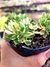 Aeonium Castelo Pavai Variegata - comprar online