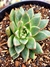 Echeveria Hibrida Porpusorum