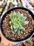 Echeveria Hibrida Porpusorum - comprar online