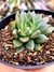 Echeveria Hibrida Porpusorum na internet