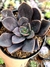 Echeveria Luna Negra