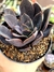 Echeveria Luna Negra - comprar online