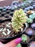 Sedum Joyce Tulloch Variegata