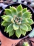Echeveria Hibrida Arije