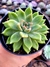 Echeveria Hibrida Arije - comprar online