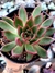 Echeveria Frank Reinelt