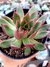 Echeveria Frank Reinelt - comprar online