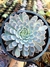 Echeveria Texenssis Rosea