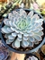 Echeveria Texenssis Rosea - comprar online