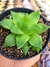 Hawortia Cymbiformis