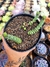 Crassula Rupestris Marnieriana na internet