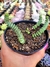 Crassula Rupestris Marnieriana - comprar online