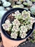Sedum Mendozae - comprar online