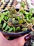 Sedum Plectranthus Prostatus na internet