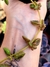 Sedum Plectranthus Prostatus - comprar online
