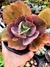 Echeveria Suyon Gigante