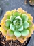 Echeveria Hibrida Paula