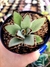 Kalanchoe Tomentosa - Orelha de Gato