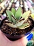 Kalanchoe Tomentosa - Orelha de Gato - comprar online
