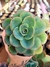 Echeveria Falsa Nubia