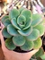 Echeveria Falsa Nubia - comprar online