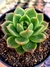 Echeveria Agavoide Bloody Mary - comprar online