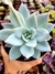 Echeveria Saint German