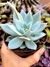 Echeveria Saint German - comprar online