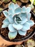 Echeveria Híbrida Cante