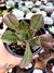 Aeonium Mariner Lapostelle