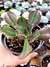 Aeonium Mariner Lapostelle - comprar online