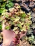 Crassula Pelucida variegata