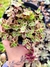 Crassula Pelucida variegata - comprar online
