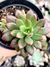Echeveria Minibelle