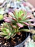 Echeveria Minibelle - comprar online
