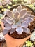 Echeveria Eloina