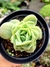Graptoveria Lovely Rose