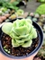 Graptoveria Lovely Rose - comprar online