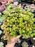 Crassula Pellucida ssp. Marginalis - comprar online
