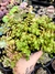 Crassula Pellucida ssp. Marginalis