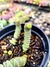 Crassula Rupestris Marnieriana