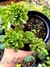 Sedum Joyce Tulloch