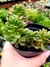 Sedum Joyce Tulloch - comprar online